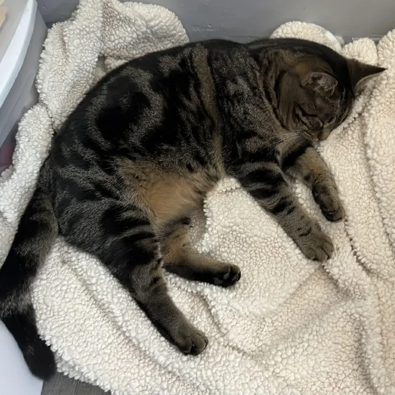 Stevie Nicks thumbnail 2