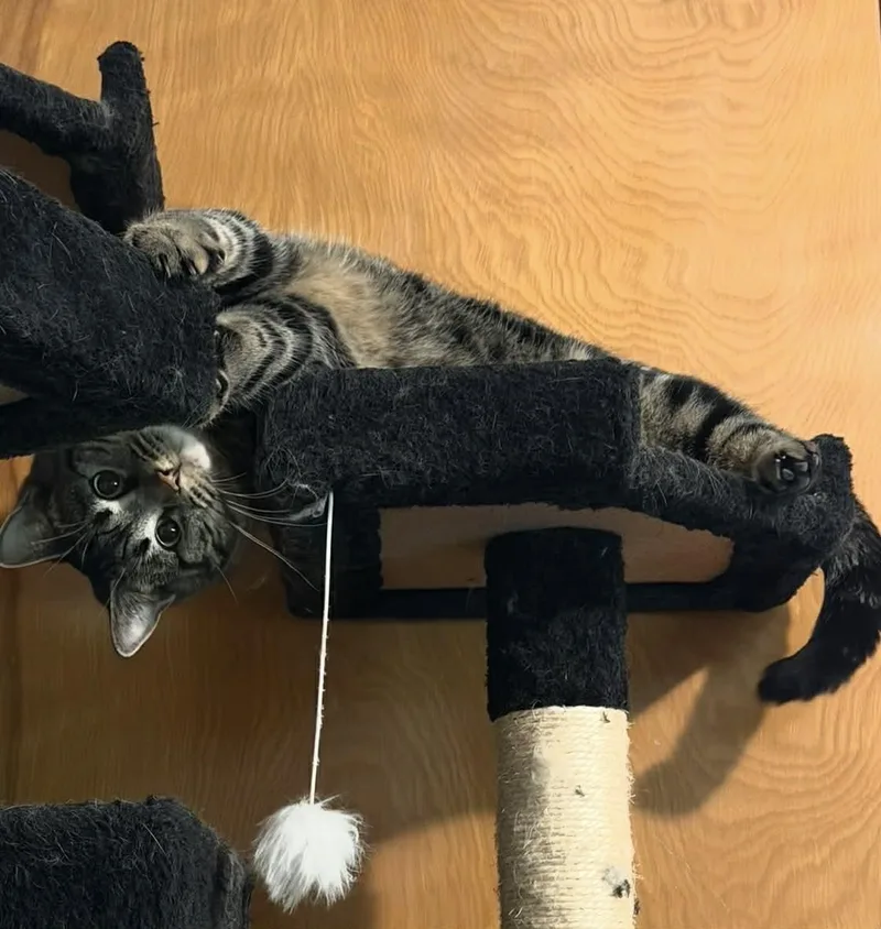 Stevie Nicks thumbnail 3