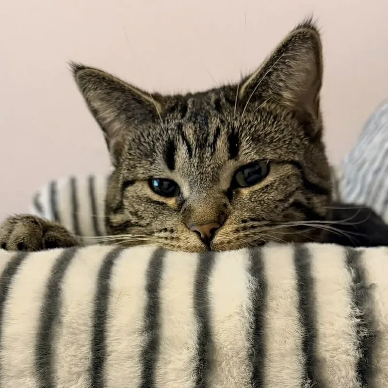 Stevie Nicks thumbnail 4