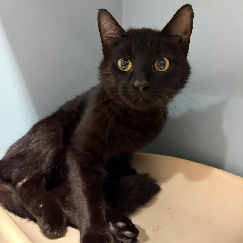 An adult medium-sized female Black Domestic Short Hair cat named Morticia for adoption in Chattanooga, TN