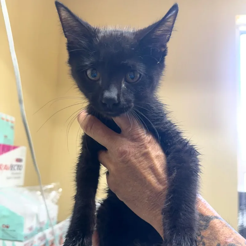 A baby small-sized male Black Domestic Short Hair cat named Blaze for adoption in Corinth, MS