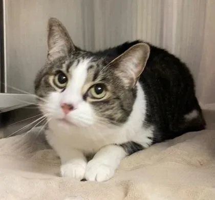 An adult large-sized female Domestic Short Hair cat named Monkee for adoption in Cincinnati, OH