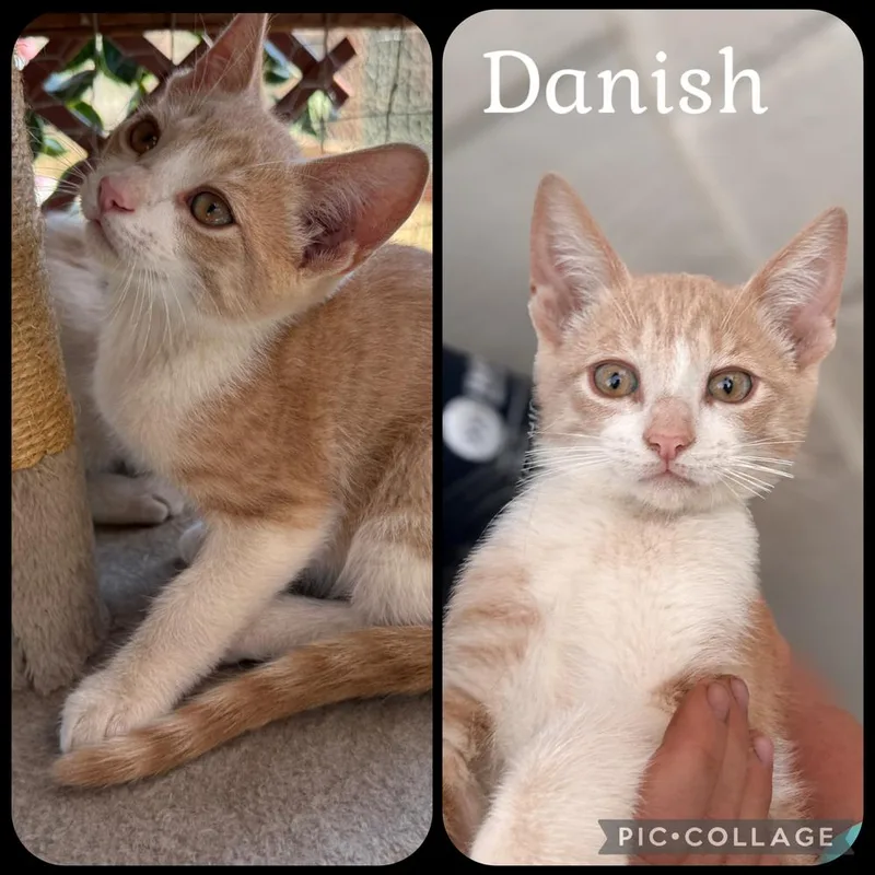 A baby small-sized male Orange & White Domestic Short Hair cat named Danish for adoption in Beaumont, CA