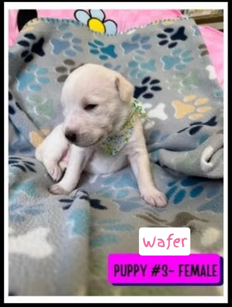 A baby medium-sized female Labrador Retriever dog named Wafer for adoption in Plano, TX