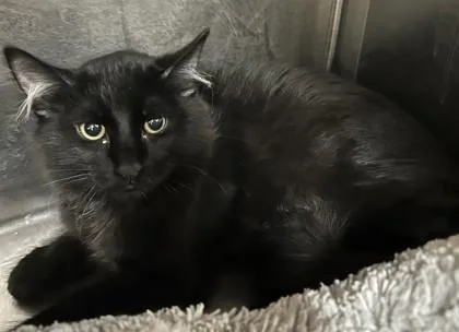 An adult small-sized male Domestic Long Hair cat named Nightcrawler for adoption in Phoenix, AZ