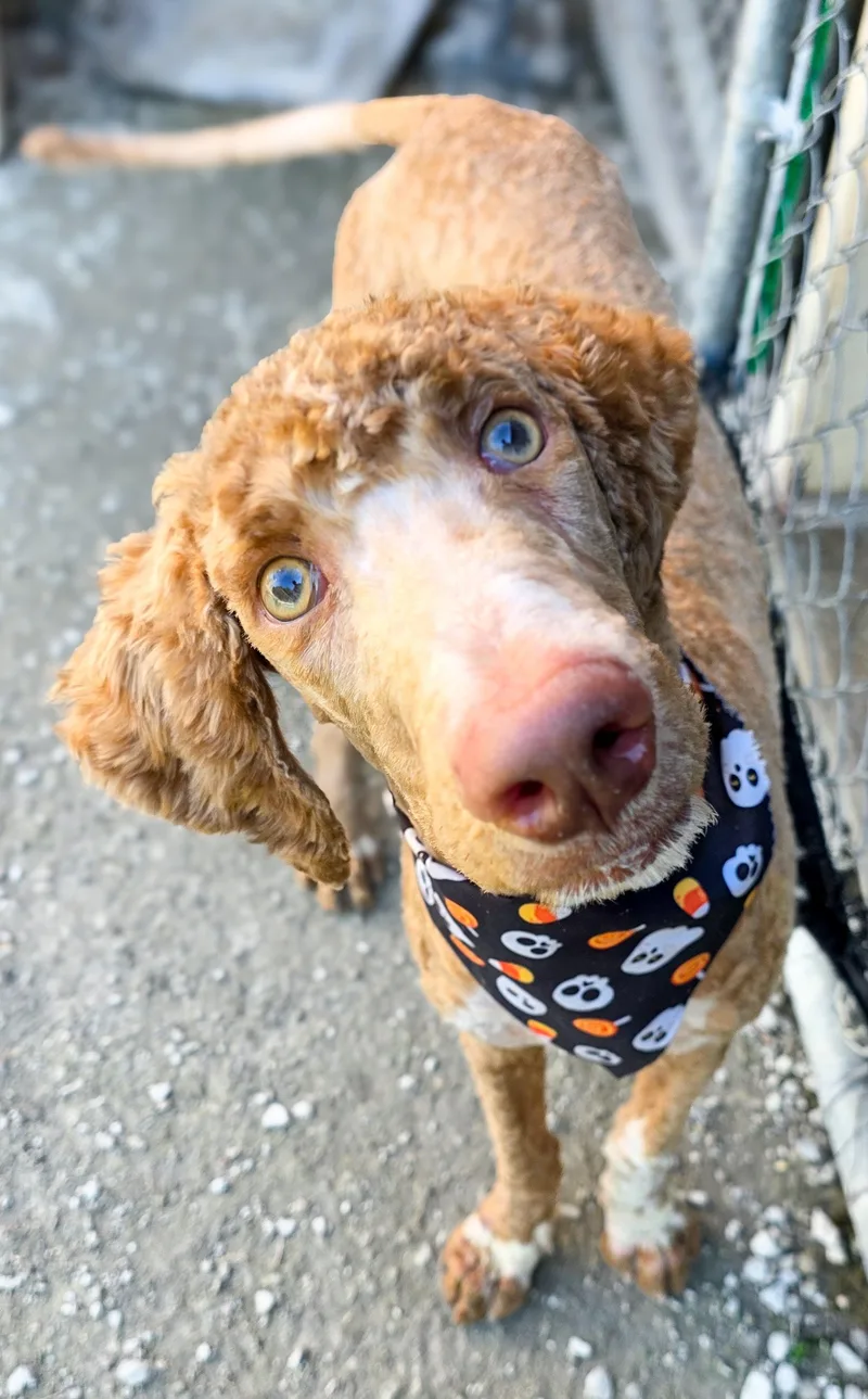 A young medium-sized male Goldendoodle dog named Milo for adoption in Gainesville, TX