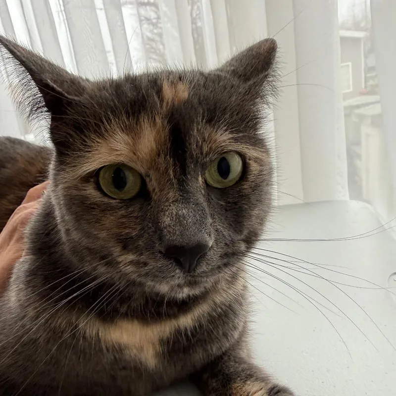 Kitkat Returns thumbnail 2