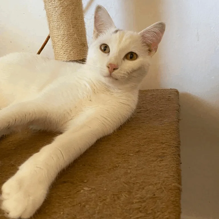 Xanidu And Magic thumbnail 2