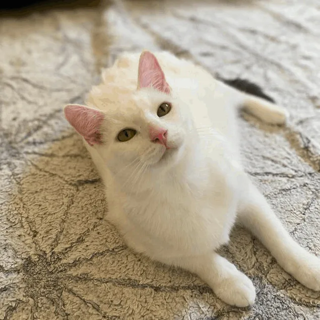 Xanidu And Magic thumbnail 3