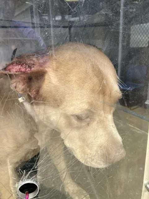 An adult large-sized female Mixed Breed dog named Sasha for adoption in Dallas, TX