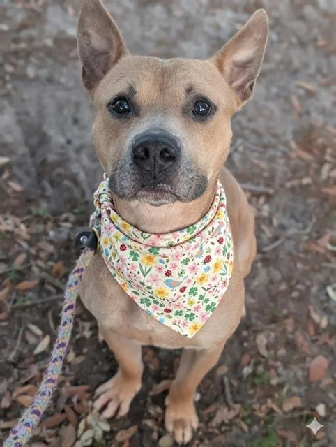 A young medium-sized male Mixed Breed dog named Kieran for adoption in Jacksonville, FL
