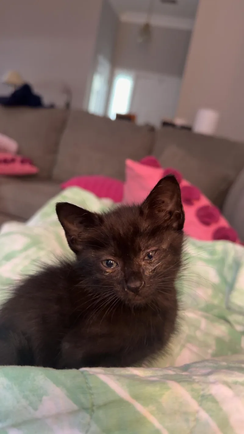 A baby medium-sized female Black Domestic Short Hair cat named Snowball for adoption in Columbia, SC