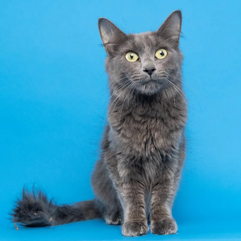 A young medium-sized female Gray / Blue / Silver Domestic Short Hair cat named Garissa for adoption in Franklin, TN