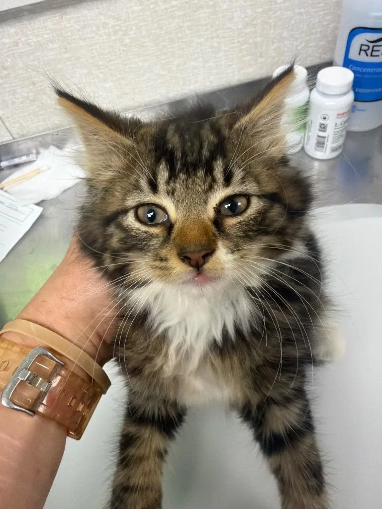 A baby medium-sized male Domestic Medium Hair cat named Broccoli for adoption in Pomona, NY