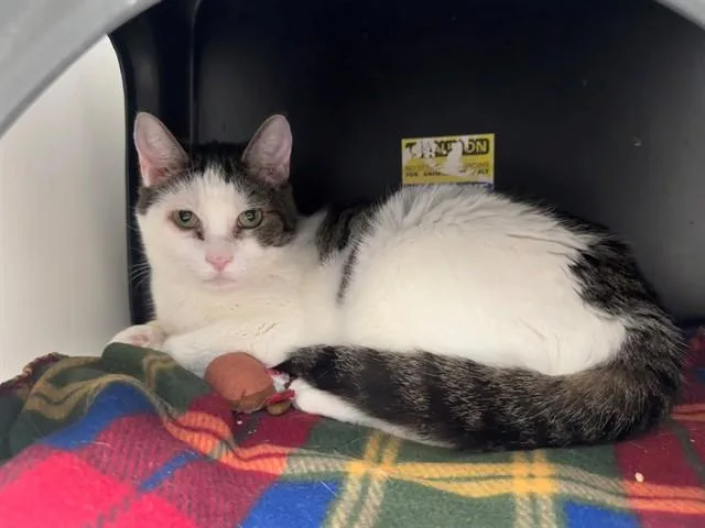 An adult large-sized male Domestic Short Hair cat named Powell for adoption in San Luis Obispo, CA