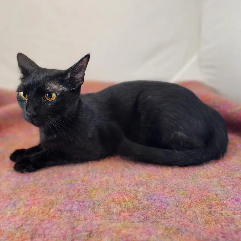 An adult medium-sized female Black Domestic Short Hair cat named Queen Alma for adoption in New York, NY