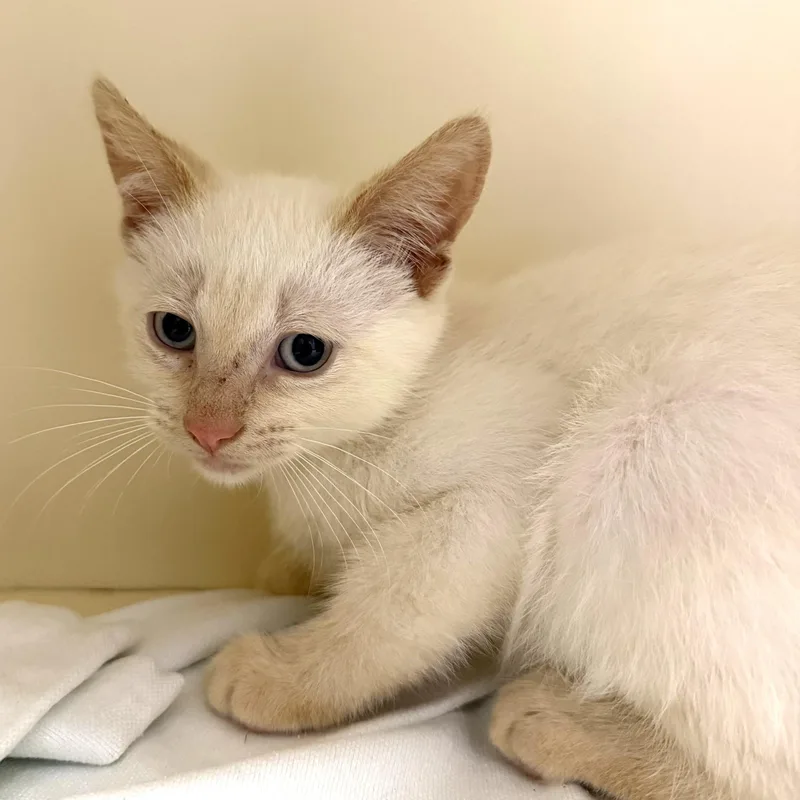 A baby medium-sized male Flame Point Domestic Short Hair cat named Tobias for adoption in Cooperstown, NY