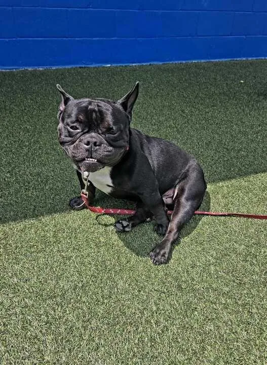 A young medium-sized male French Bulldog dog named Noel for adoption in New Orleans, LA