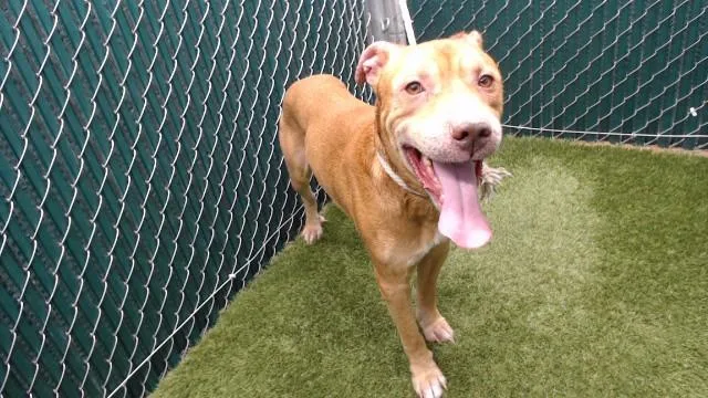 An adult medium-sized male Pit Bull Terrier dog named George for adoption in Downey, CA