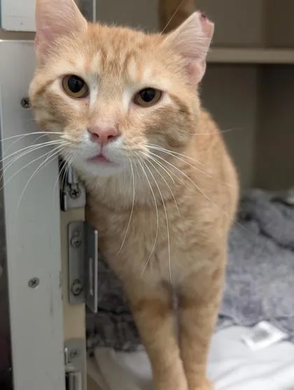 An adult large-sized male Domestic Short Hair cat named Timmy for adoption in Columbus, IN