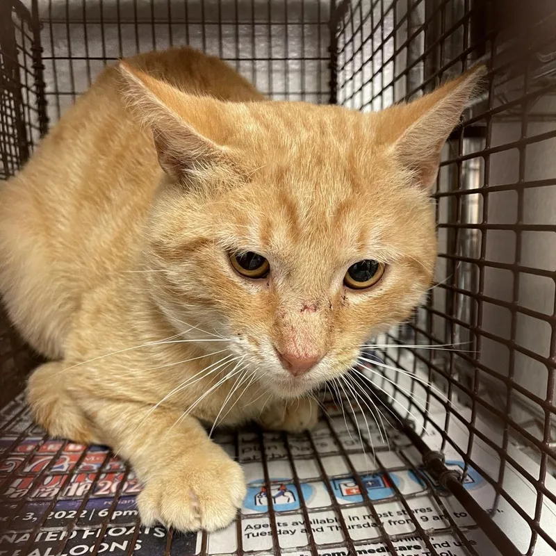 An adult medium-sized male Orange / Red Domestic Short Hair cat named Butters for adoption in Edinburg, TX