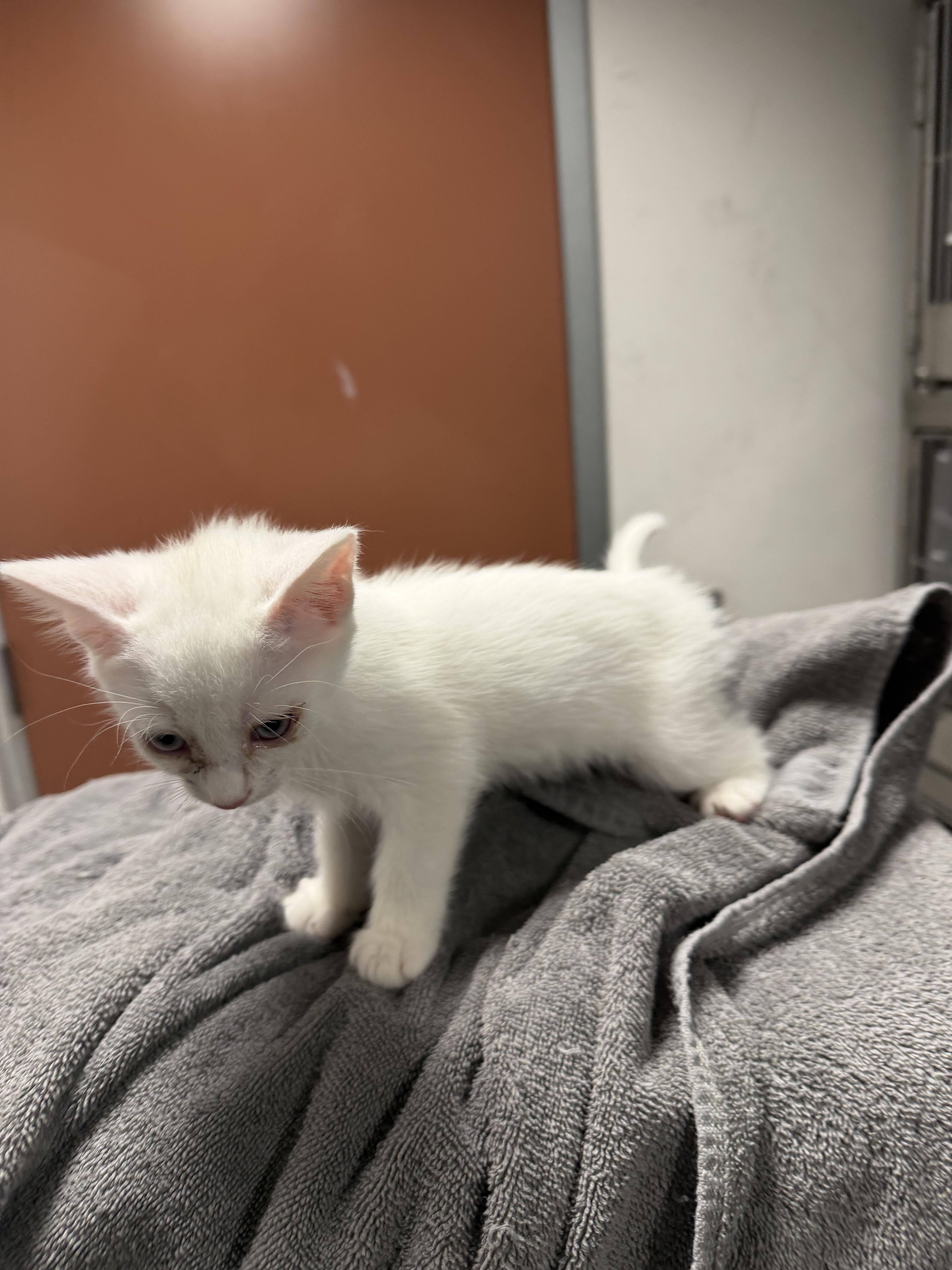 A baby medium-sized female Domestic Short Hair cat named Mojo Jojo for adoption in Chatsworth, CA