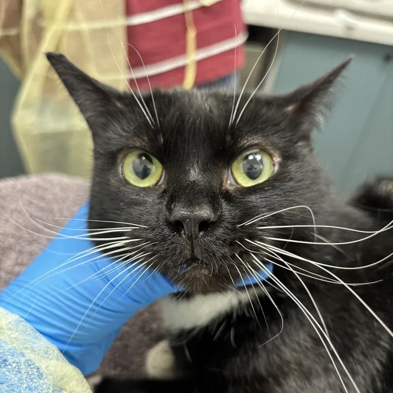 An adult large-sized female Black Domestic Short Hair cat named Nespresso for adoption in Evanston, IL