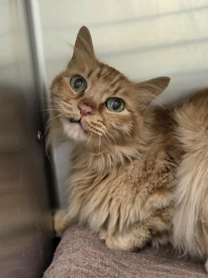 A senior small-sized male Domestic Long Hair cat named Ritz for adoption in Westland, MI