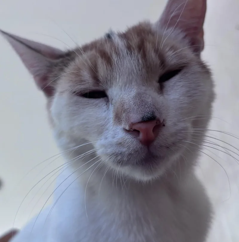 A young medium-sized female Calico Domestic Short Hair cat named Minnie for adoption in San Diego, CA