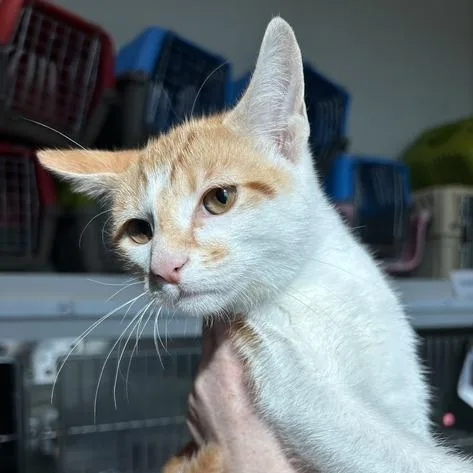 A baby small-sized male Orange / Red Domestic Short Hair cat named Cory for adoption in Matteson, IL