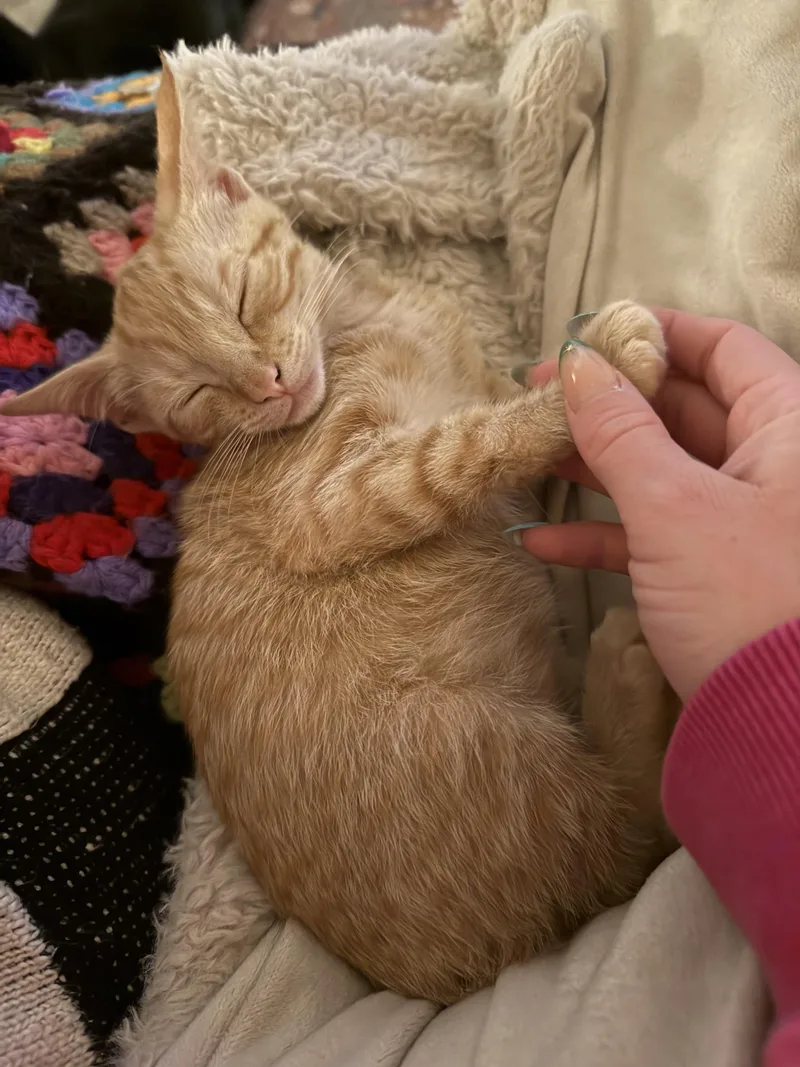 A baby medium-sized female Orange & White Domestic Short Hair cat named Cricket for adoption in vero beach, FL