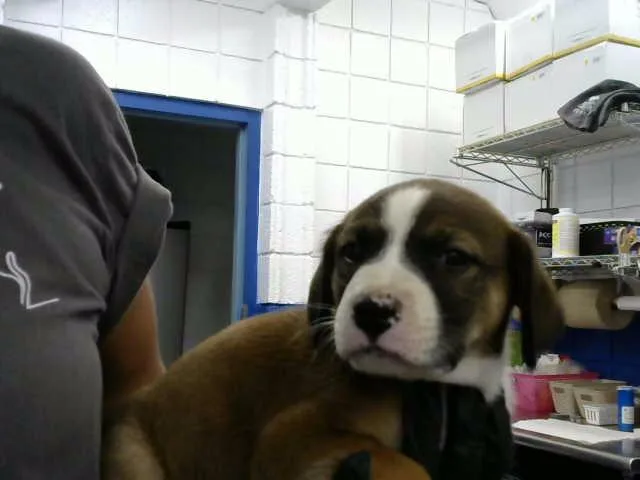 A baby small-sized male German Shepherd Dog dog named Andy for adoption in Albuquerque, NM