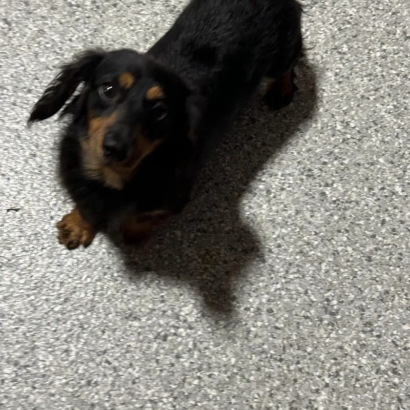 An adult small-sized female Black Miniature Dachshund dog named Girly. Love her for adoption in Antwerp, OH