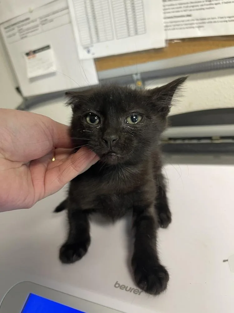 A baby medium-sized female Black Domestic Short Hair cat named Gigi for adoption in Bolivar, MO
