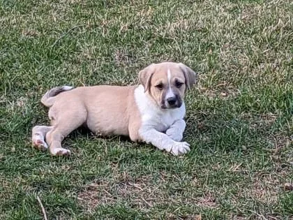 A baby small-sized female Yellow / Tan / Blond / Fawn Great Pyrenees dog named Tulip for adoption in Atlanta, GA