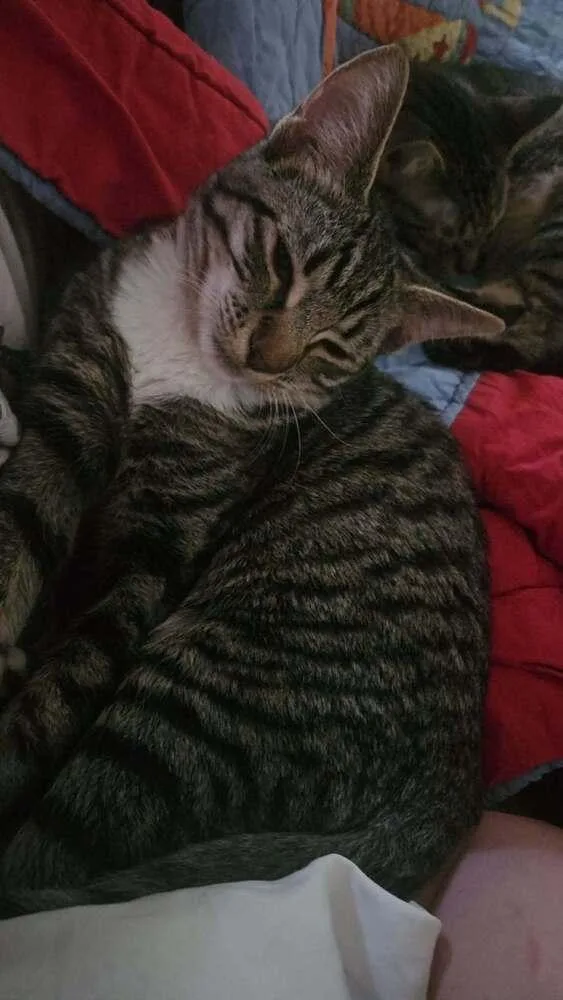 A young small-sized female Domestic Short Hair cat named Louise for adoption in Salisbury, NC
