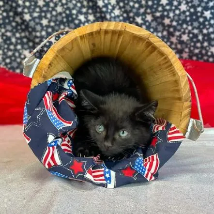 A baby small-sized female Black Domestic Short Hair cat named TapatioC for adoption in East Saint Louis, IL