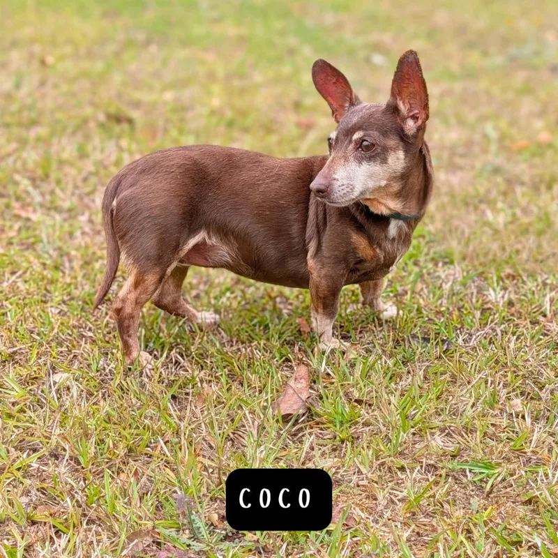 A senior small-sized female Brown / Chocolate Dachshund dog named Coco for adoption in Covington, GA