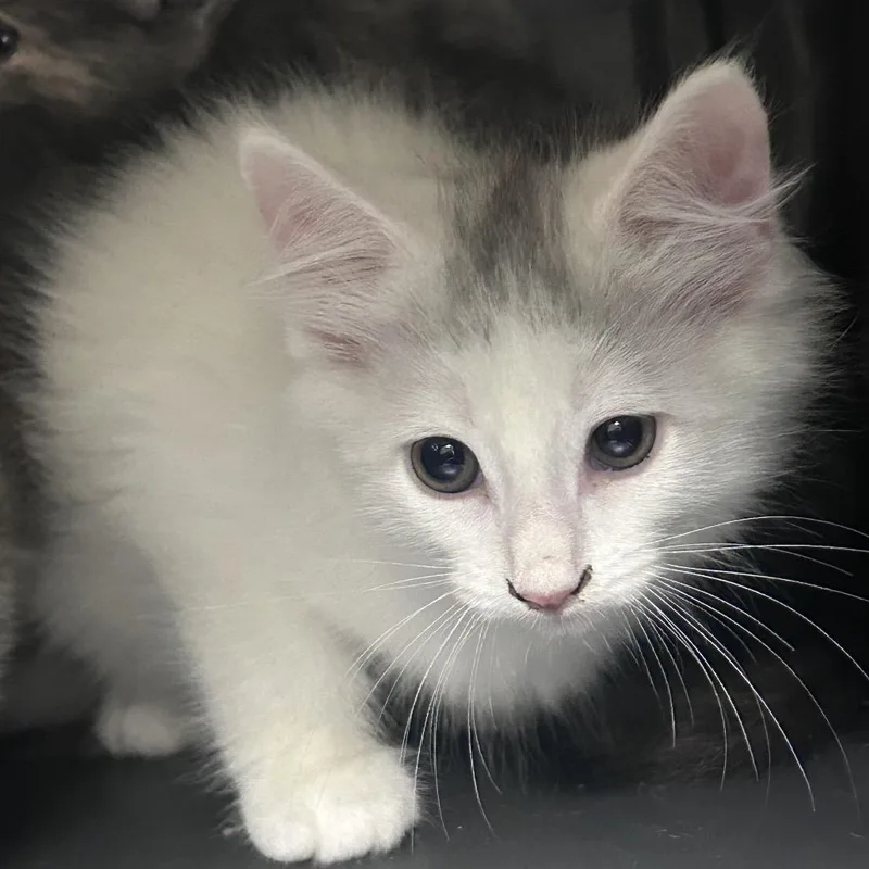 A baby small-sized male White Domestic Short Hair cat named Markie for adoption in Philadelphia, PA