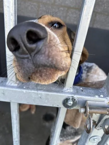 An adult large-sized male Hound dog named Alfie for adoption in Hamilton, MT