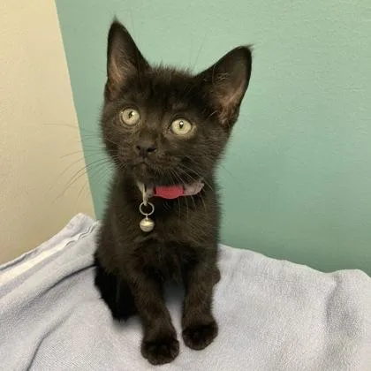 A baby small-sized male Domestic Short Hair cat named Enzo for adoption in Janesville, WI