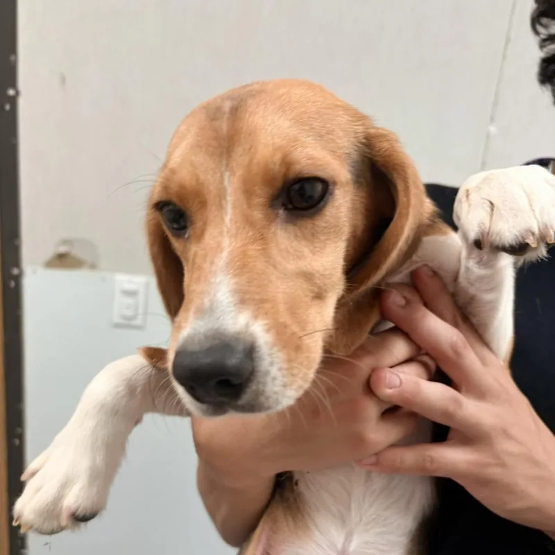 A young small-sized female Brown / Chocolate Beagle dog named Felysha for adoption in LOXAHATCHEE, FL