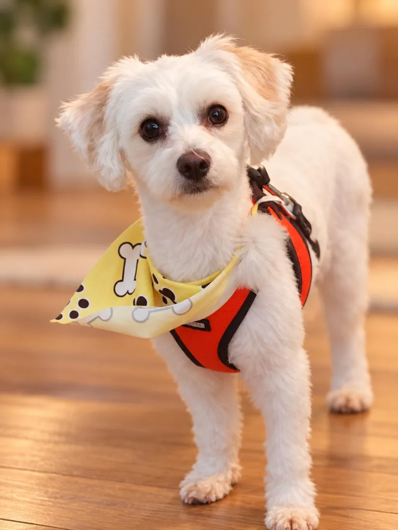 An adult small-sized male Maltipoo dog named Bentley and Princeton for adoption in Union Grove, WI