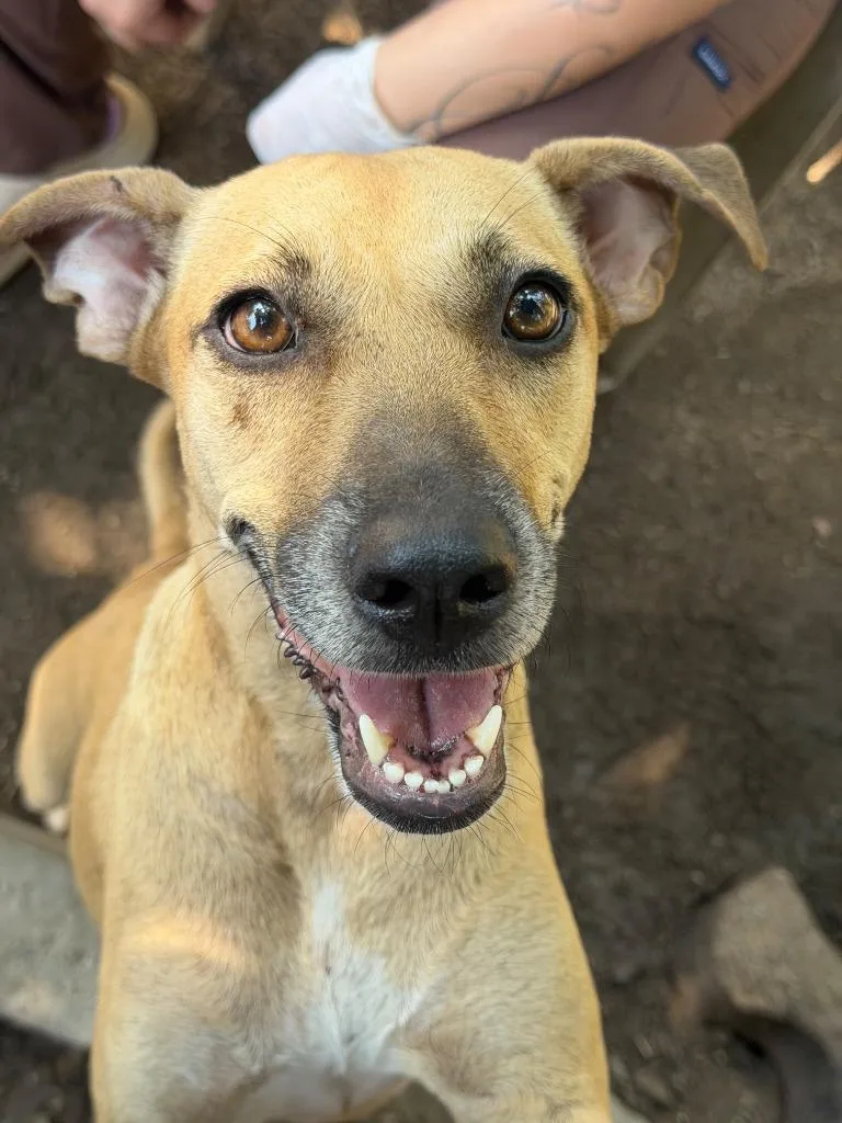 An adult medium-sized female Labrador Retriever dog named Gomita for adoption in San Diego, CA