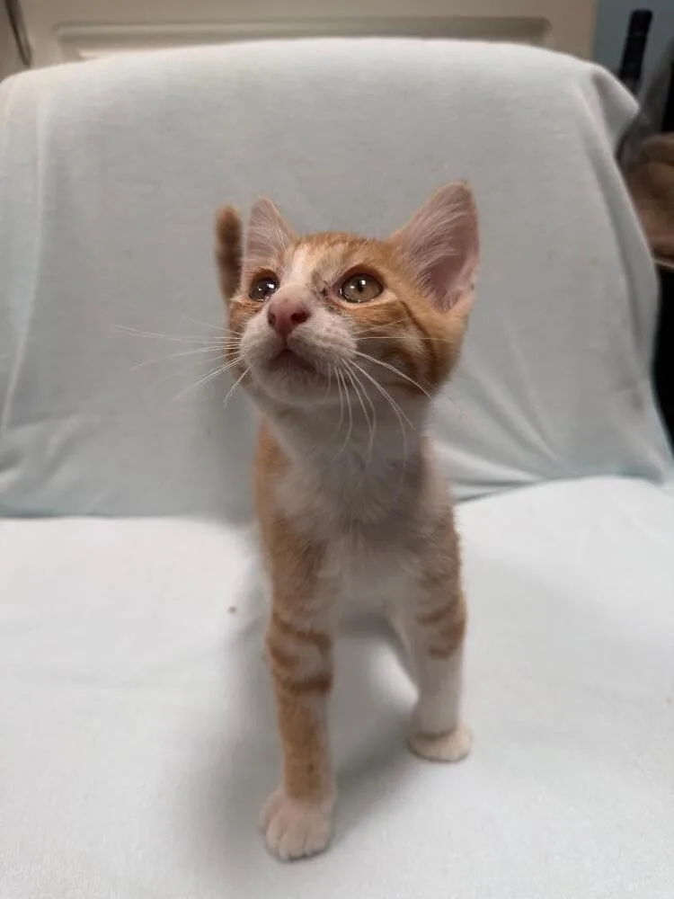A baby medium-sized male Domestic Short Hair cat named Pumpkin for adoption in Oceanside, CA