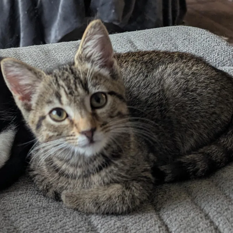 A baby small-sized female Brown / Chocolate Domestic Short Hair cat named Crystal for adoption in Waynesboro, PA
