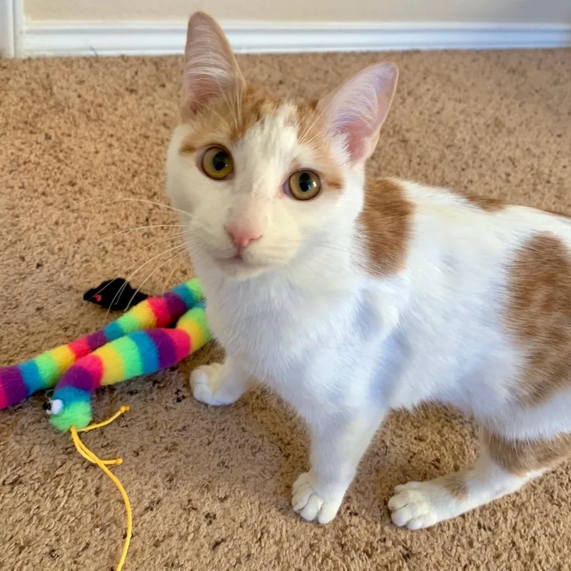 A young medium-sized male Domestic Short Hair cat named Goldfish for adoption in San Antonio, TX