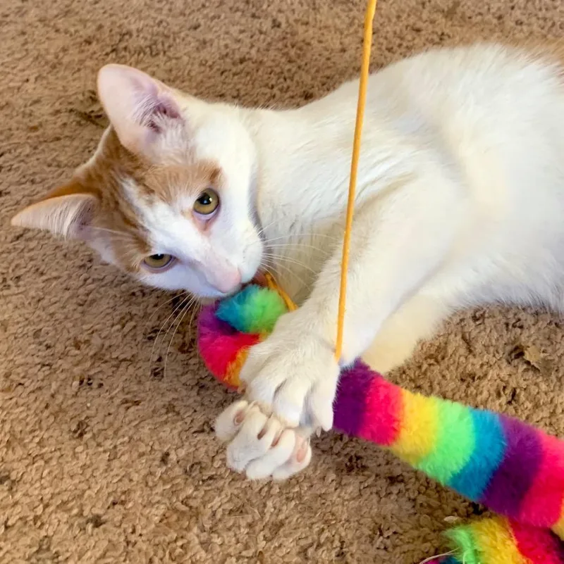 Goldfish thumbnail 2