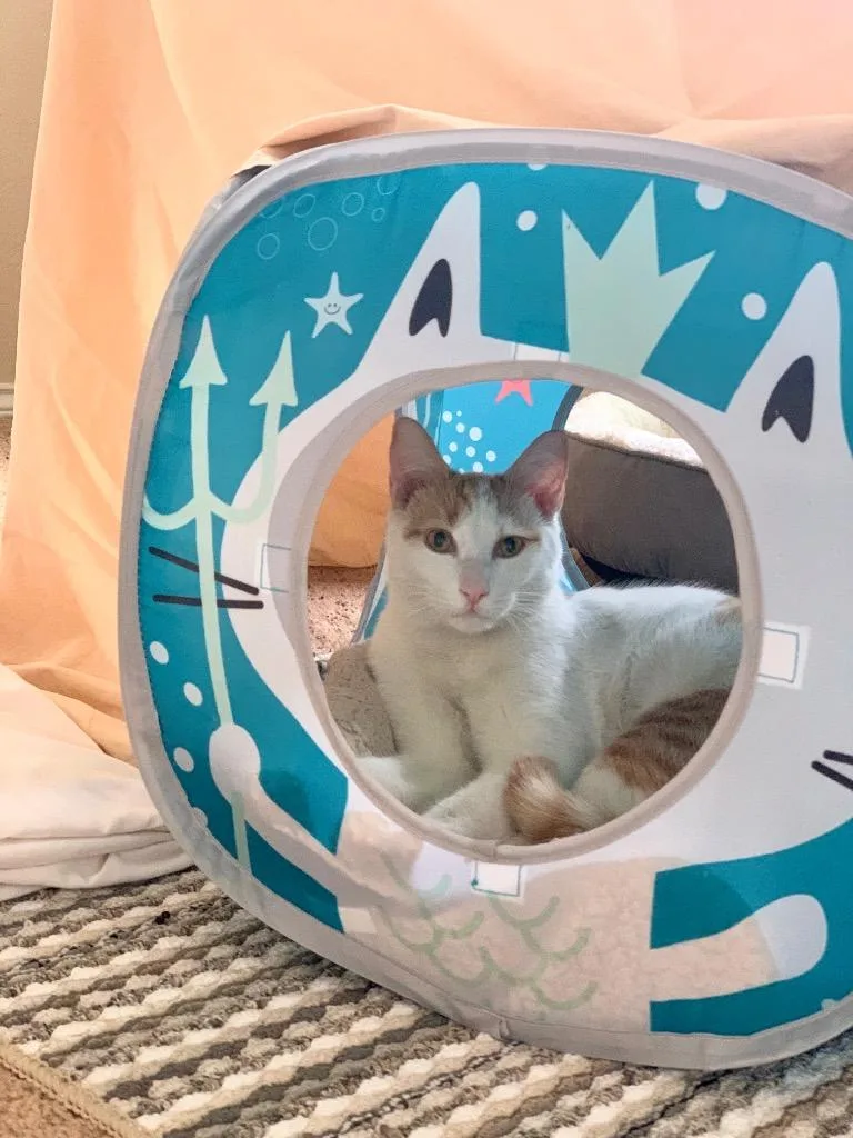 Goldfish thumbnail 4