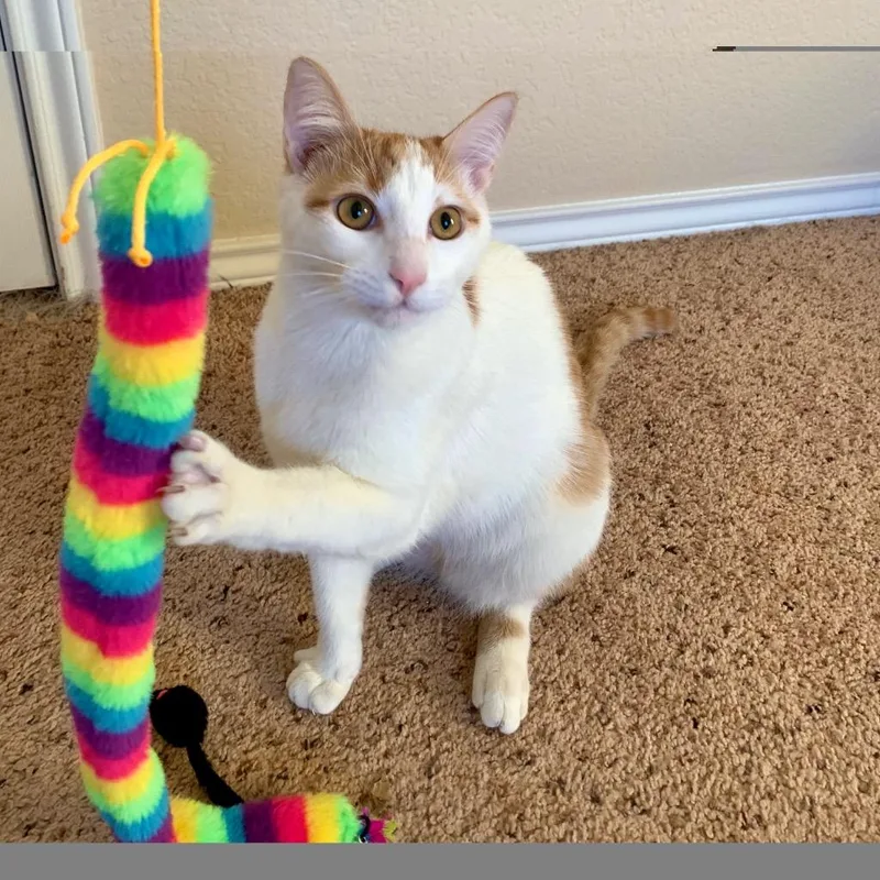 Goldfish thumbnail 5